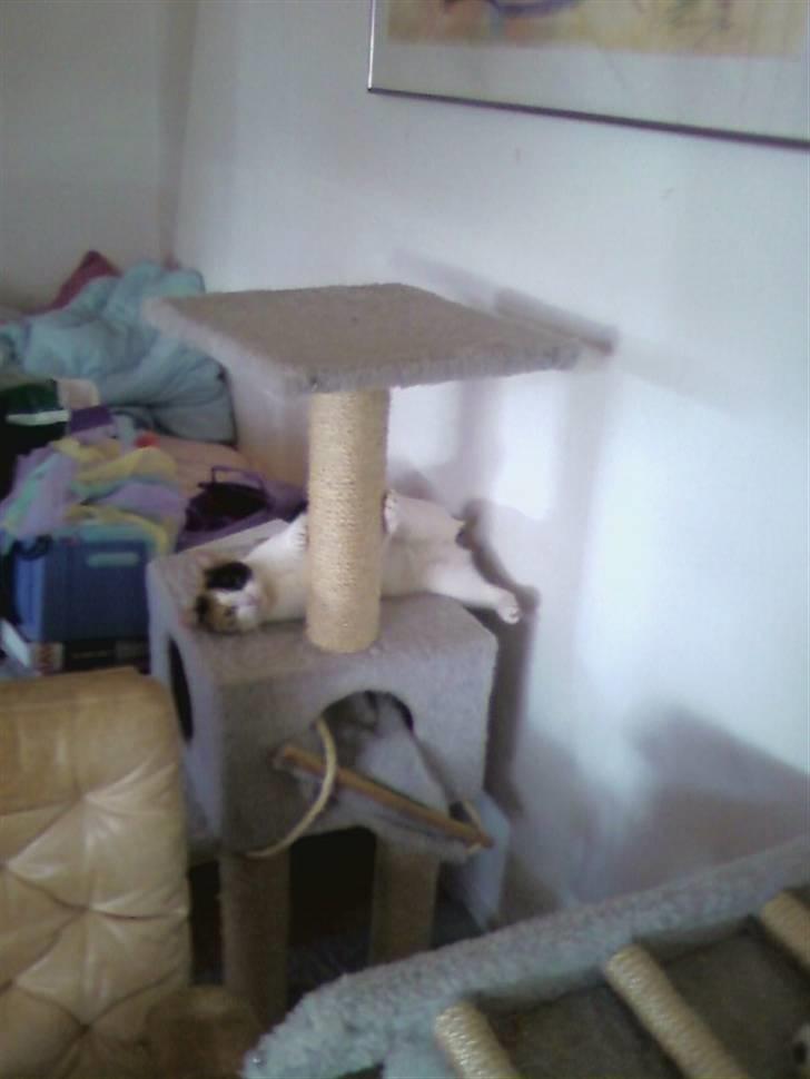 Huskat toffy billede 7