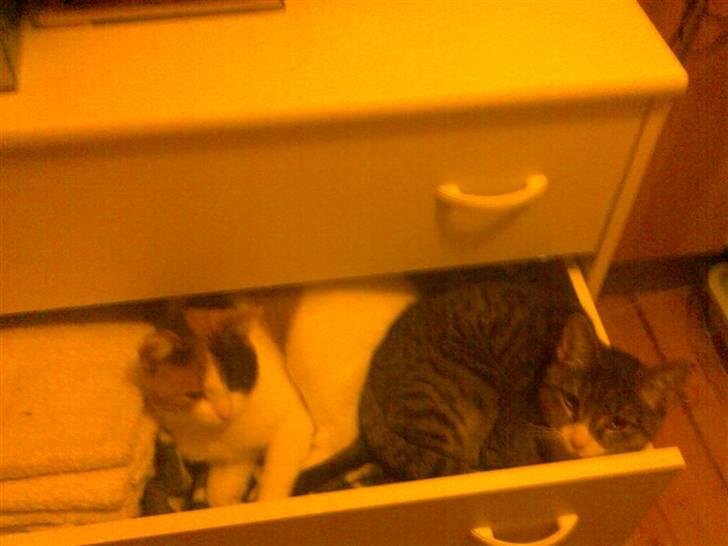 Huskat toffy billede 8