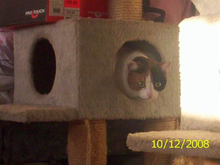 Huskat toffy billede 9