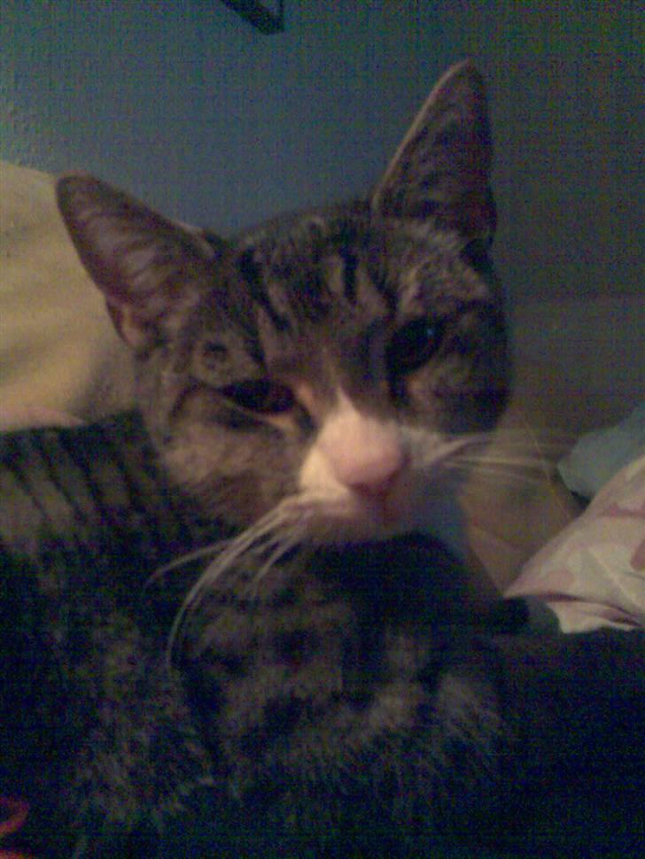 Huskat zulle billede 1