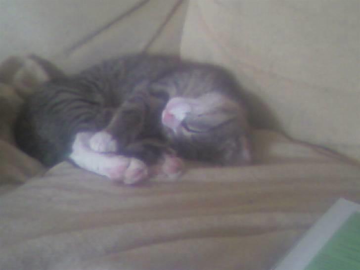 Huskat zulle billede 2