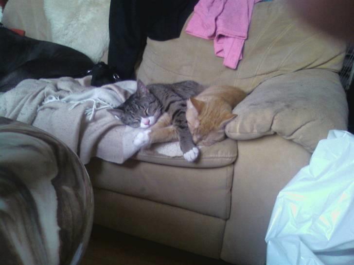 Huskat zulle billede 3