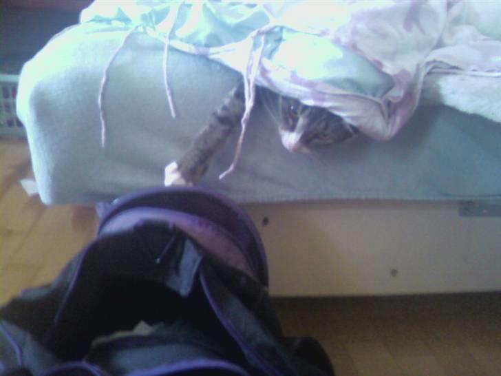 Huskat zulle billede 4