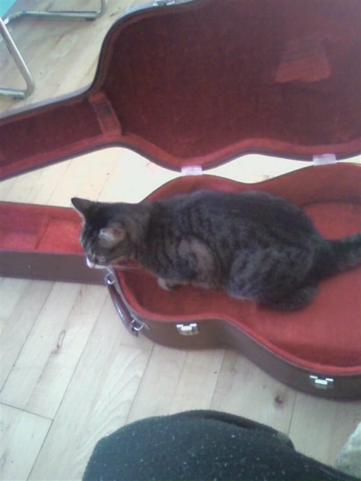 Huskat zulle billede 5