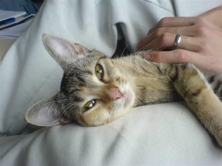 Huskat Adina - Smukke pigen slapper af hos far :) billede 12