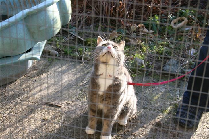 Huskat buller billede 7