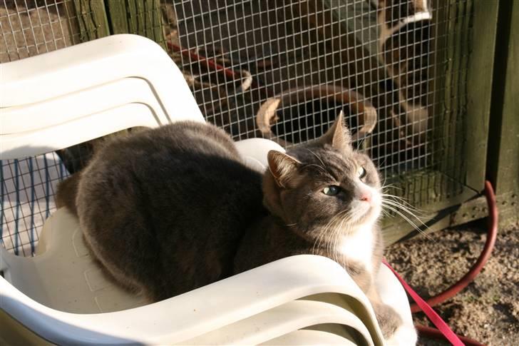 Huskat buller billede 8