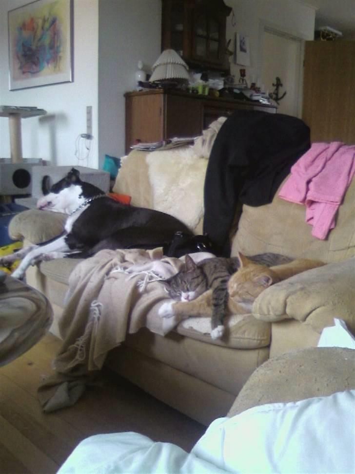 Huskat zulle billede 6