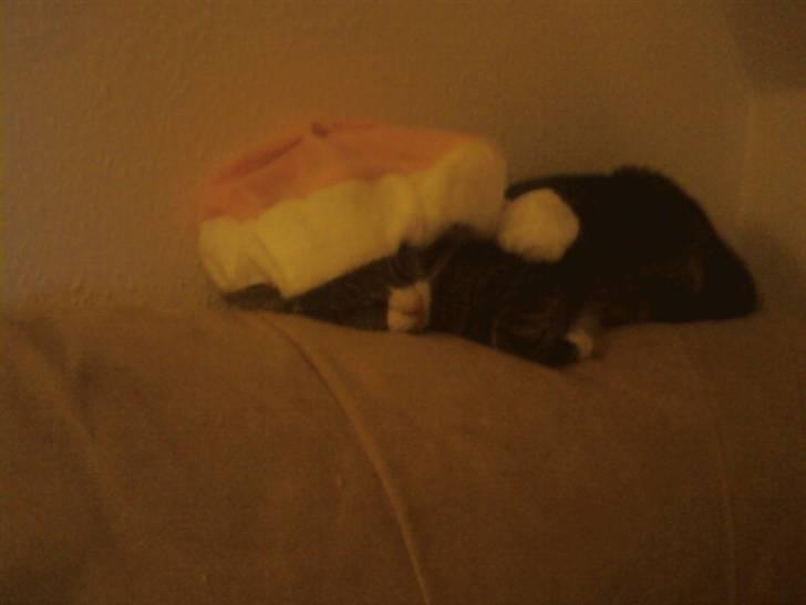 Huskat zulle billede 7