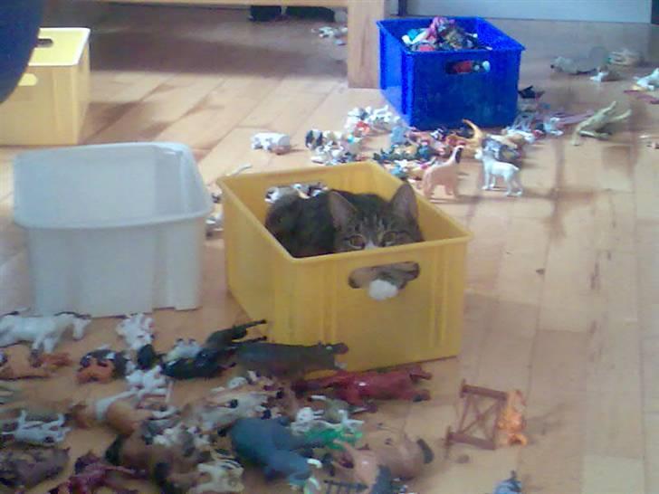 Huskat zulle billede 8