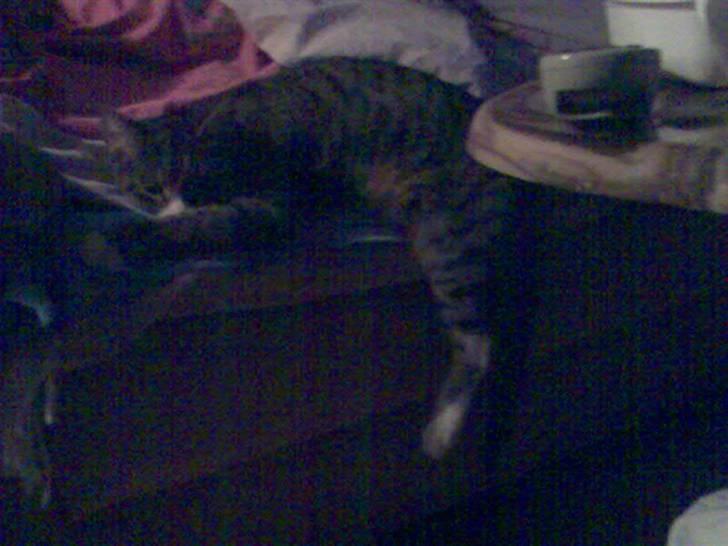 Huskat zulle billede 9