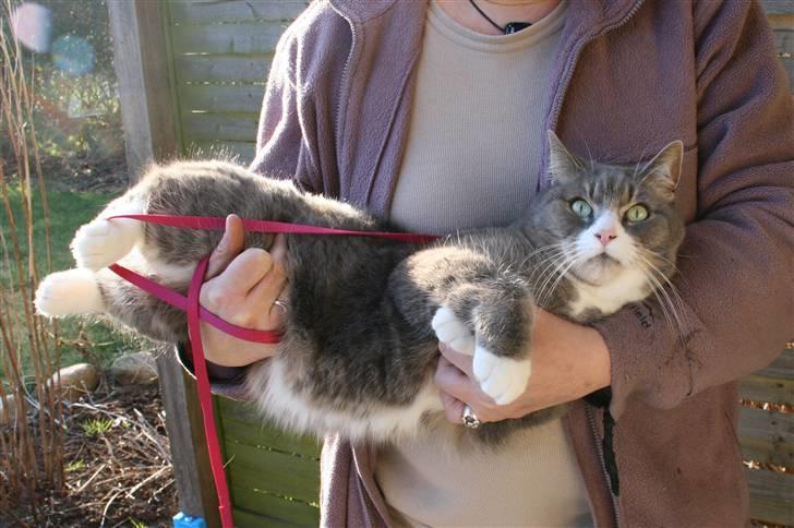 Huskat buller billede 9