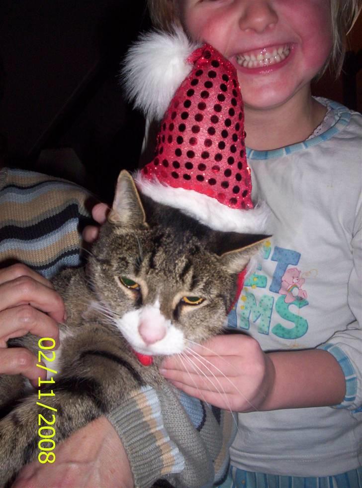 Huskat zulle billede 10