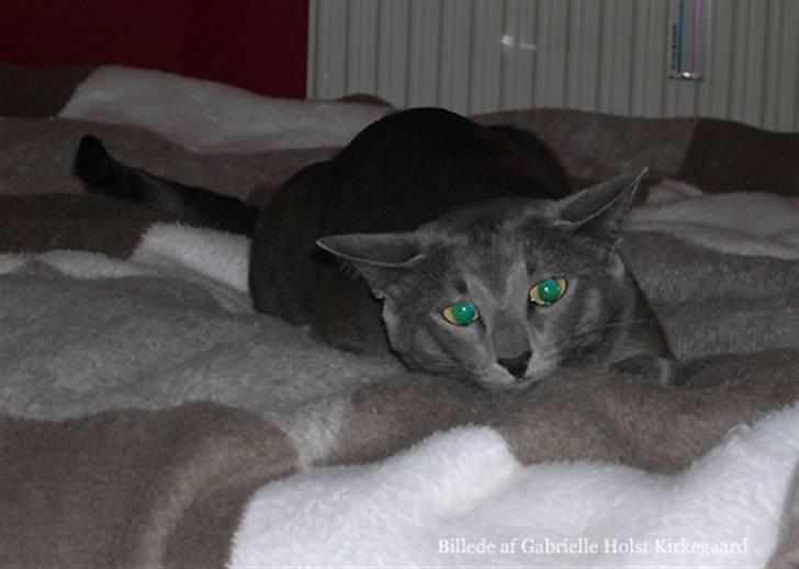 Blanding af racer Tøsen - Jeg er en meget farlig "løvinde" billede 4