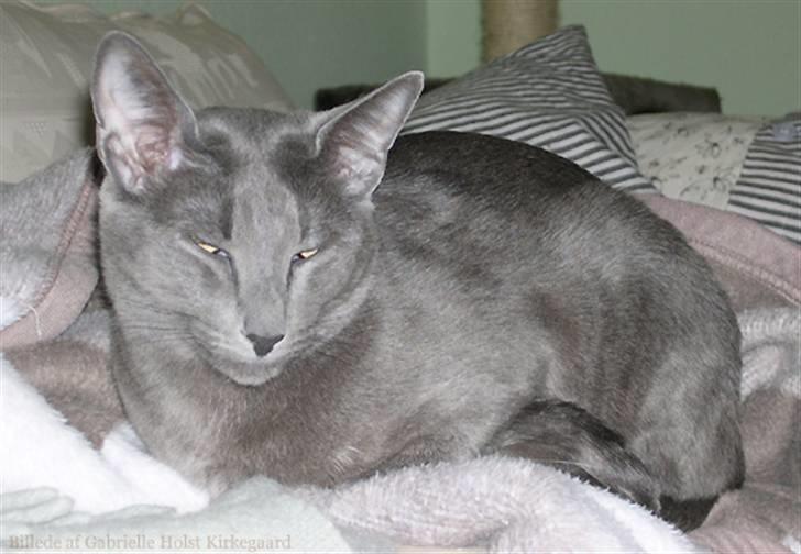 Blanding af racer Tøsen - jeg kan da også godt slappe af ind imellem... billede 5