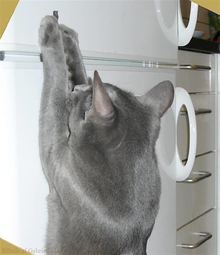 Blanding af racer Tøsen - hvis nu jeg.... billede 6