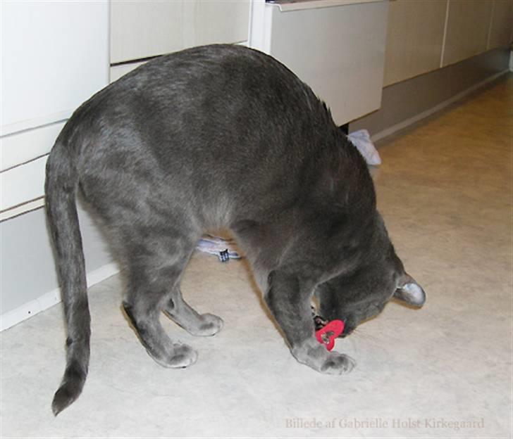 Blanding af racer Tøsen - ihhhh altså hvor det glitrer... billede 7