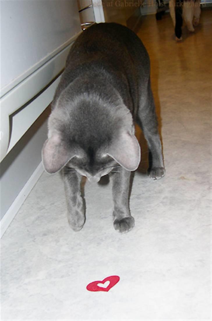 Blanding af racer Tøsen - Jeg fik den!!! billede 8