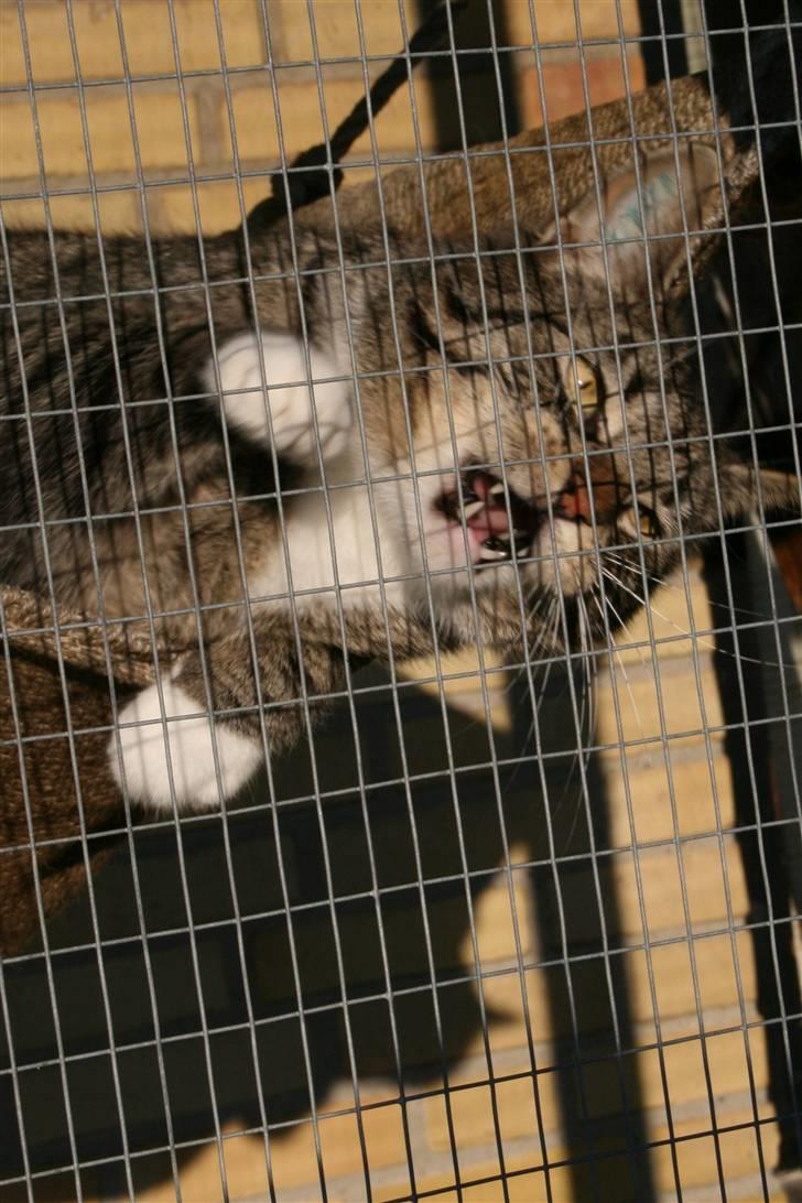 Huskat striber billede 10