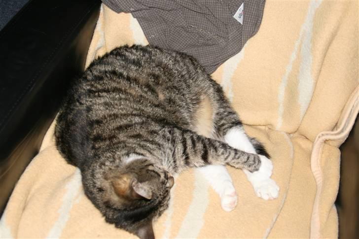 Huskat striber billede 11