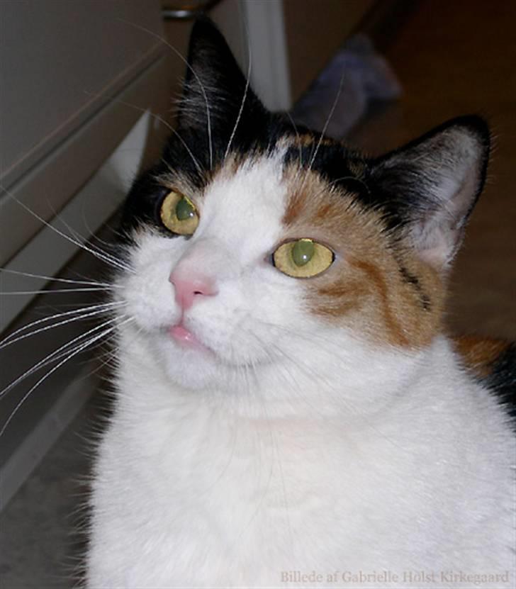 Blanding af racer Pomfritten billede 4