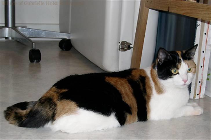 Blanding af racer Pomfritten billede 5