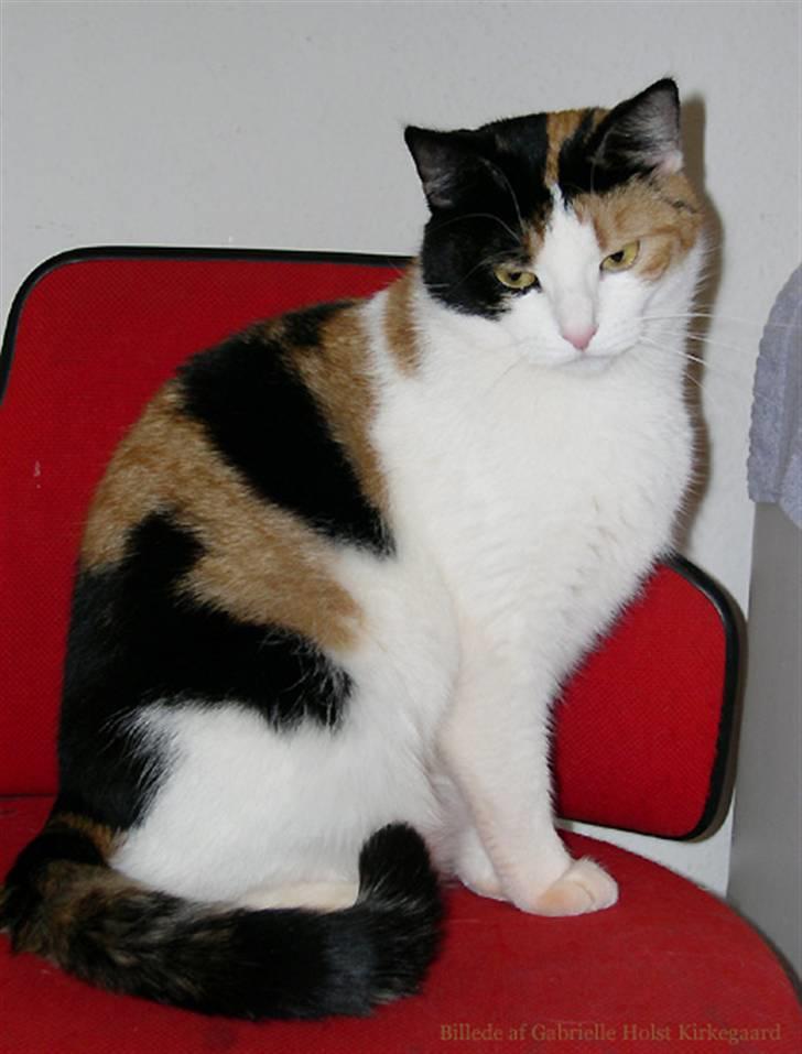 Blanding af racer Pomfritten billede 6