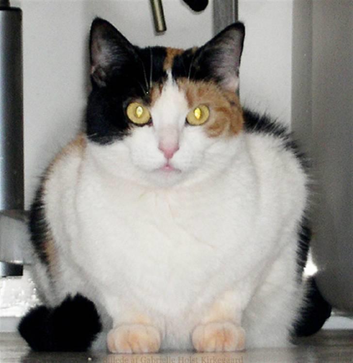 Blanding af racer Pomfritten billede 7