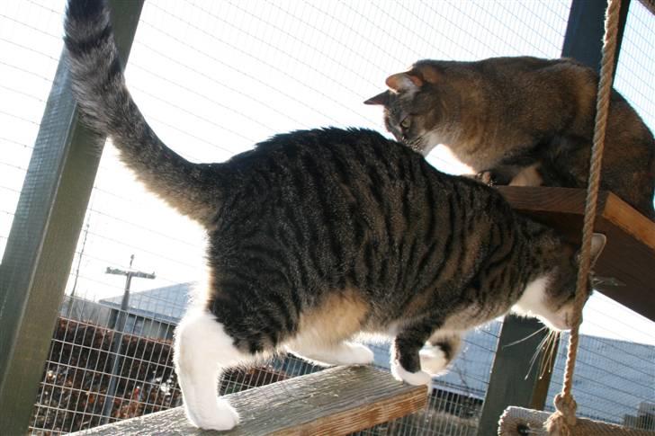 Huskat mille billede 6