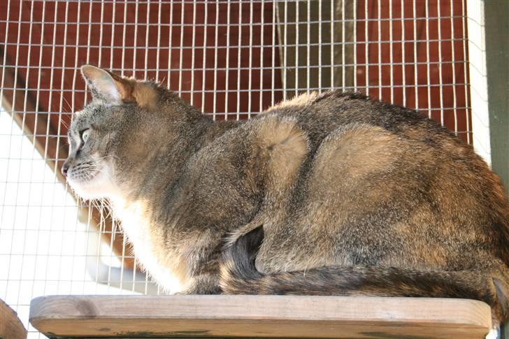 Huskat mille billede 7