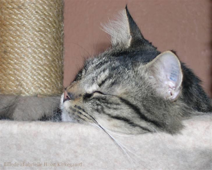 Norsk Skovkat Emil billede 6