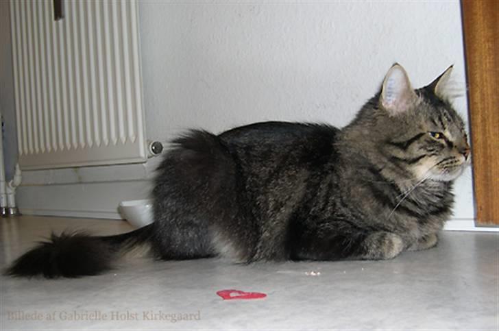 Norsk Skovkat Emil billede 7