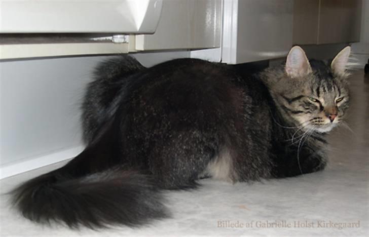 Norsk Skovkat Emil billede 8