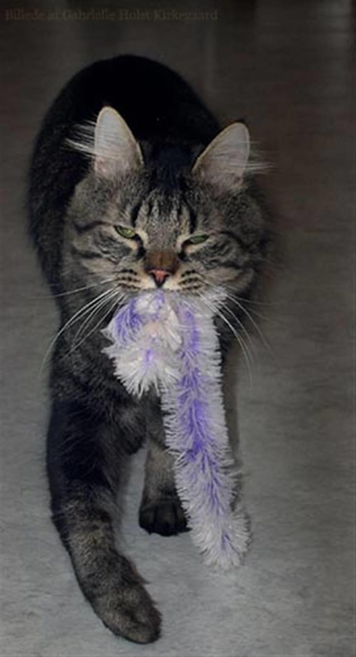 Norsk Skovkat Emil billede 9