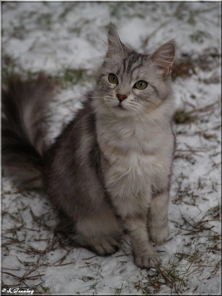 Maine Coon  Zain Marquis Silver Jade - jan 2009 billede 8