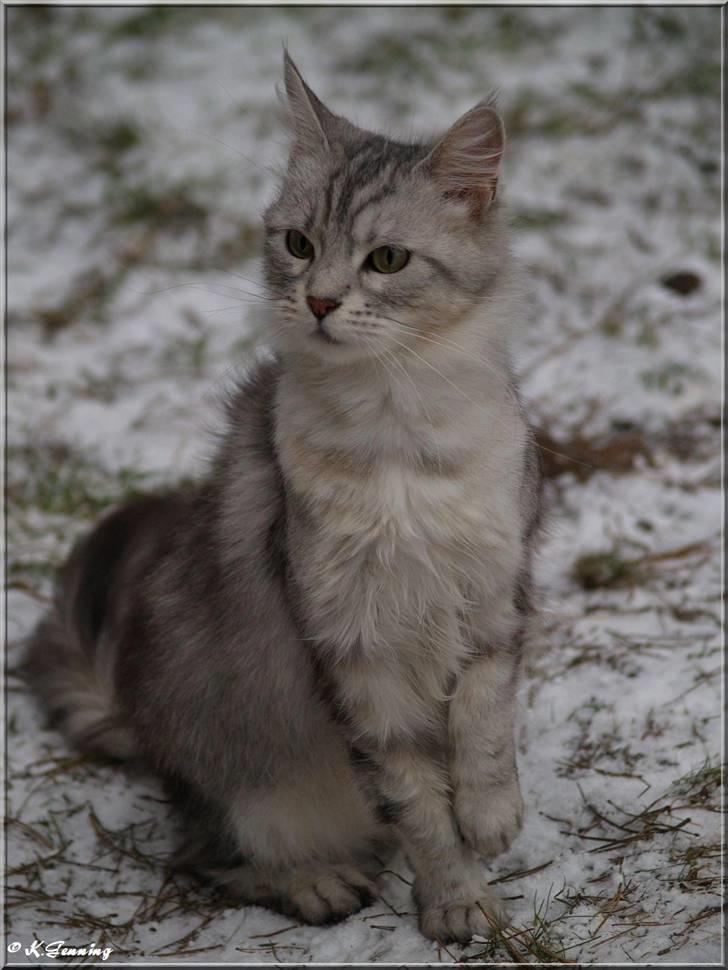Maine Coon  Zain Marquis Silver Jade billede 9