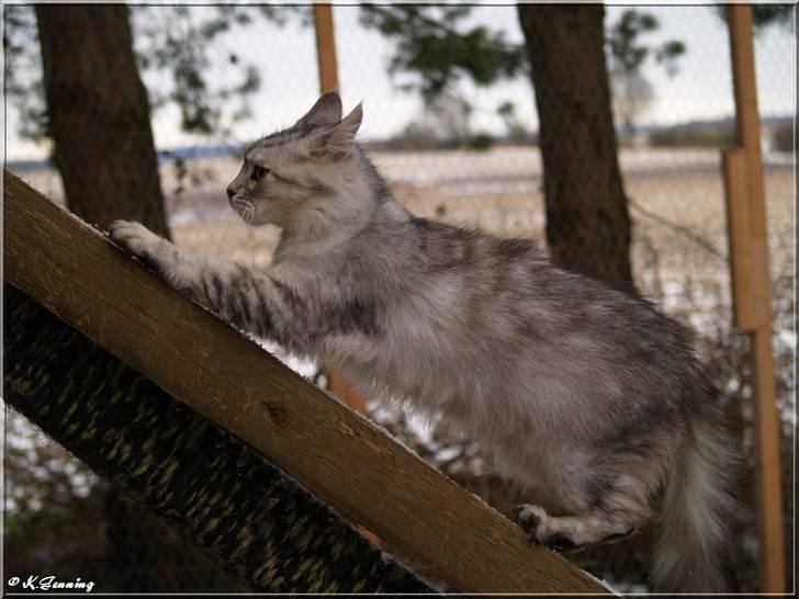 Maine Coon  Zain Marquis Silver Jade billede 10