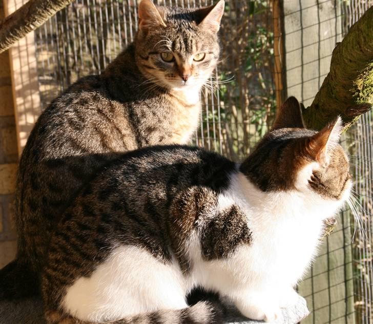 Blanding af racer Bettemis:)  billede 11