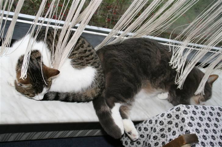 Blanding af racer Bettemis:)  billede 12