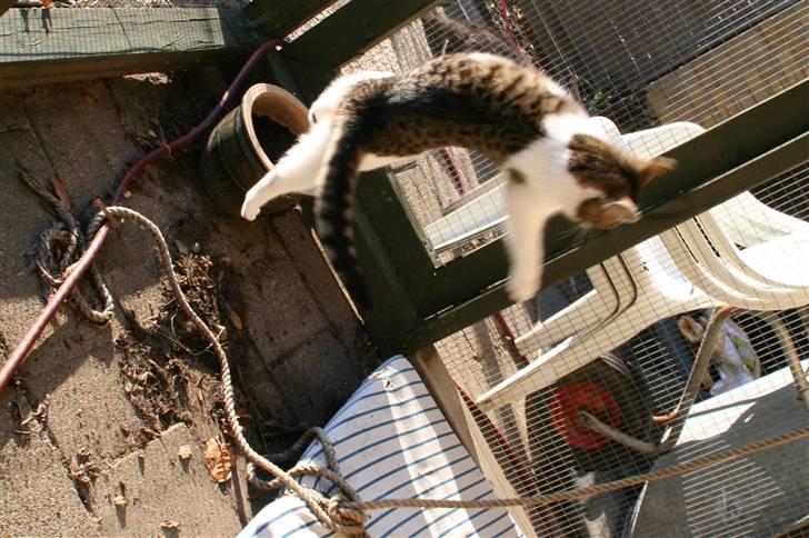 Blanding af racer Bettemis:)  billede 13