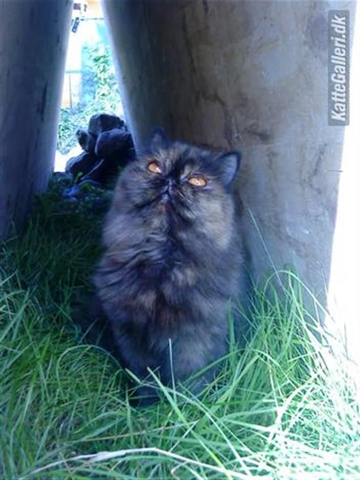 Perser Pythagoras Destiny billede 6