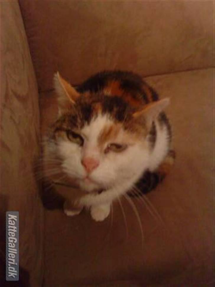 Huskat Kingki    R.I.P. billede 6