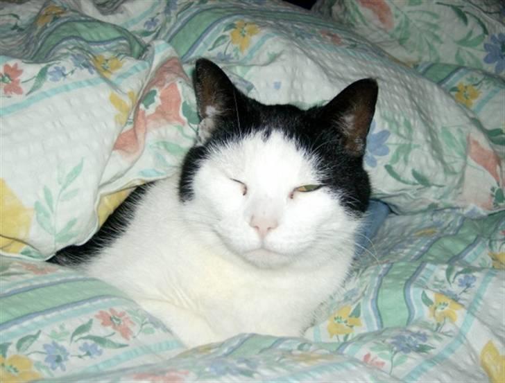 Huskat MissMus billede 5