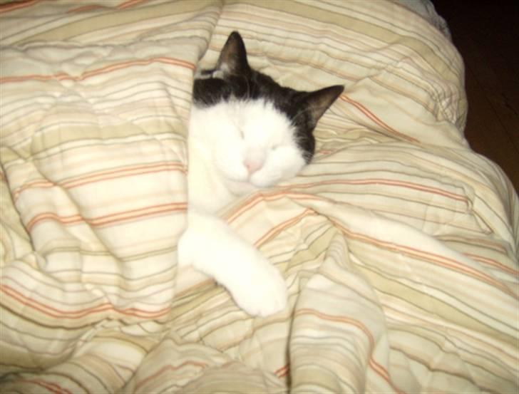 Huskat MissMus billede 6