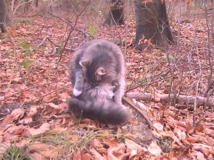 Huskat rexi billede 1