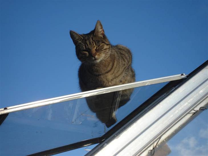 {{currentPhoto.altText}} billede {{currentPhoto.number}}