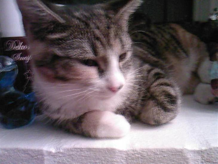 {{currentPhoto.altText}} billede {{currentPhoto.number}}