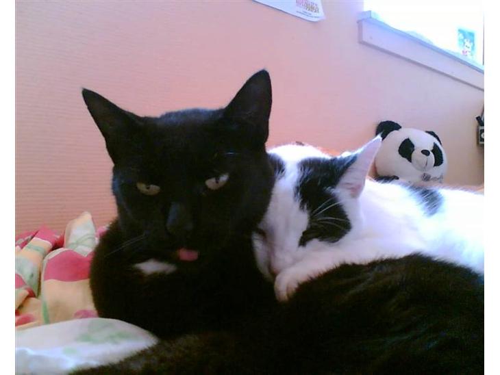 {{currentPhoto.altText}} billede {{currentPhoto.number}}