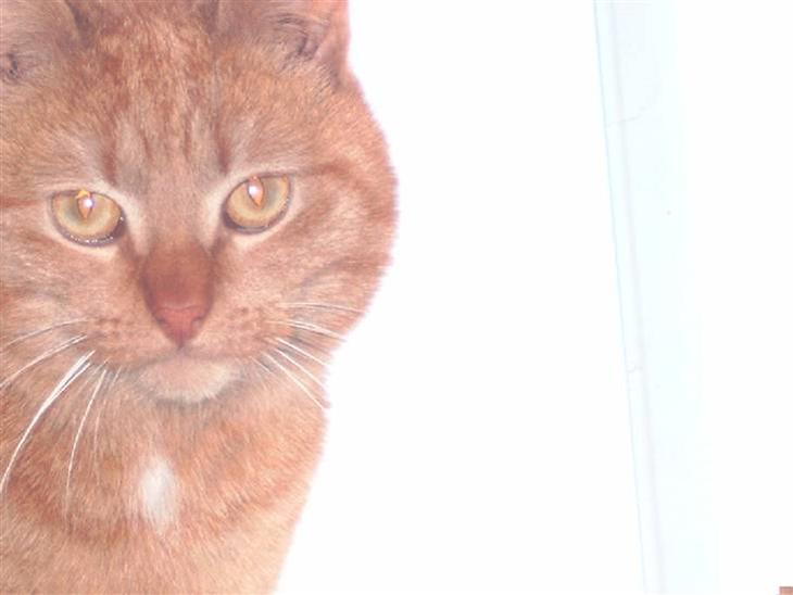 Huskat Garfield - hallo hjetelig velkommen til Garfields profil=) billede 1