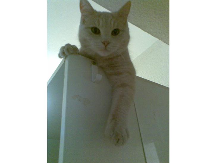 {{currentPhoto.altText}} billede {{currentPhoto.number}}